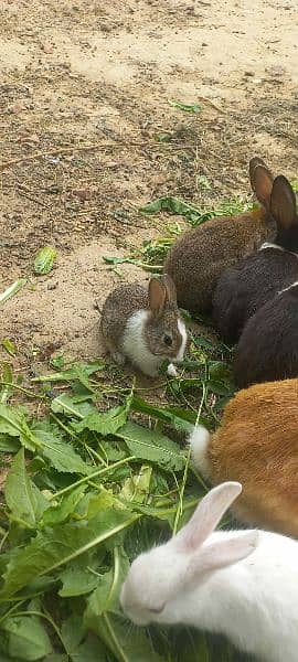 Rabbit babbies. Black, brown, white red eye 10