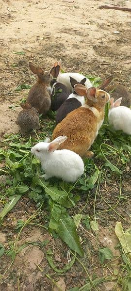 Rabbit babbies. Black, brown, white red eye 11