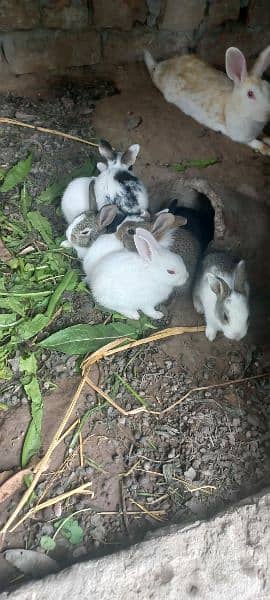 Rabbit babbies. Black, brown, white red eye 12