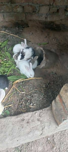Rabbit babbies. Black, brown, white red eye 14
