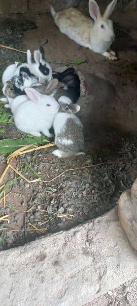 Rabbit babbies. Black, brown, white red eye 17