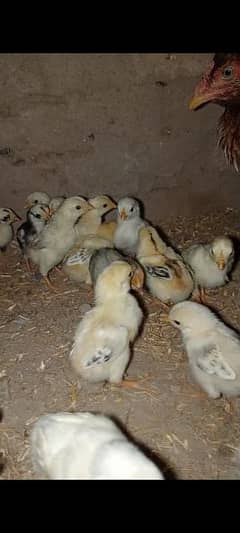aseel chicks for sale