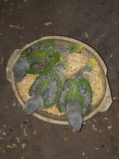 Raw parrots Chicks