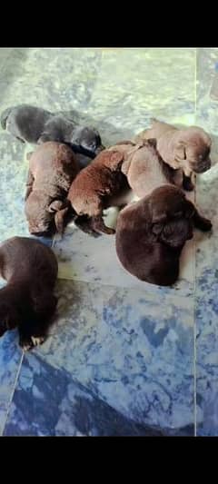 Labrador puppies for sale number /0/3/2/0/4/7/7/9/6/5/0