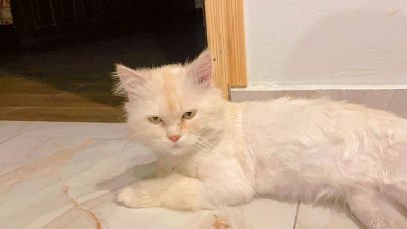 Persian cat for sale 1