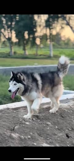 woolly caot husky available for stud purpose