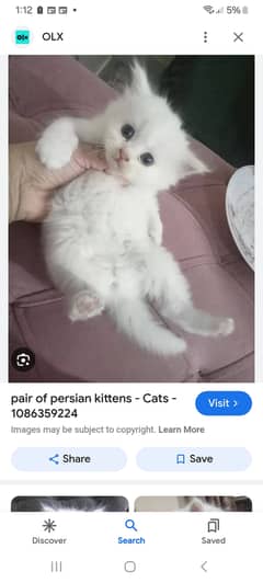 Persian kittens