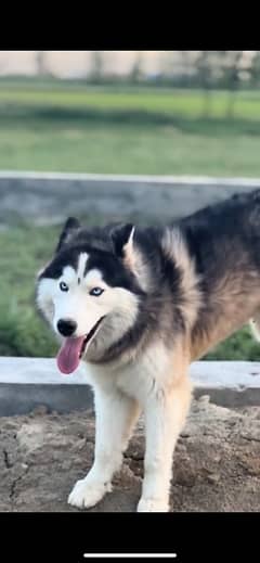 woolly caot husky available for sale