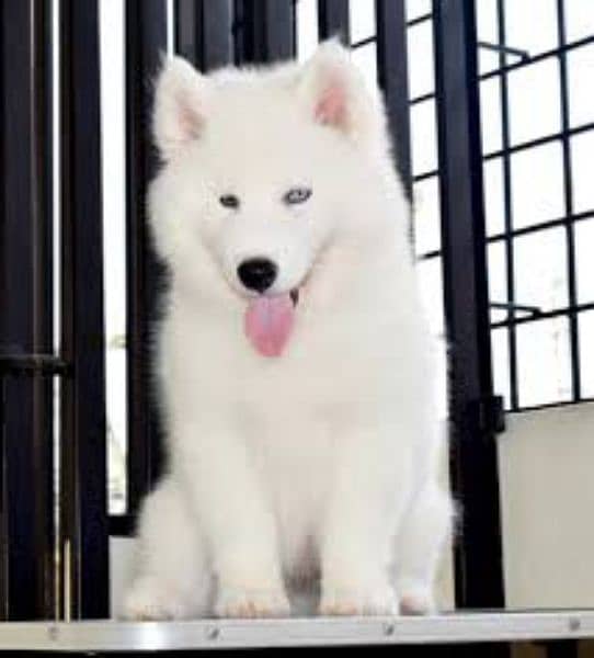 Wooly Coat Huskies & Rott Puppies & Adults available 3