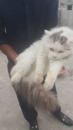 Persian Cat Male