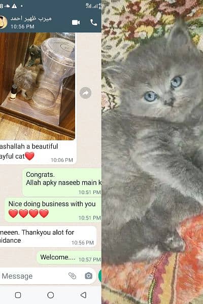 Cash on deliveryHighest Quality kittens Pure Persian punch face kitten 3