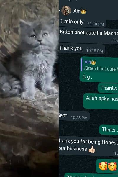 Cash on deliveryHighest Quality kittens Pure Persian punch face kitten 5