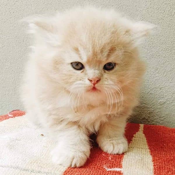 Cash on deliveryHighest Quality kittens Pure Persian punch face kitten 1