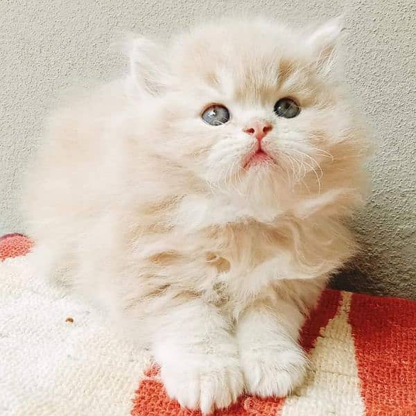 Cash on deliveryHighest Quality kittens Pure Persian punch face kitten 7