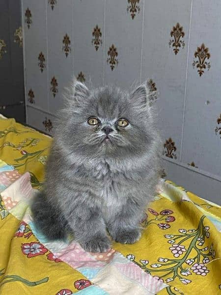 Cash on deliveryHighest Quality kittens Pure Persian punch face kitten 10