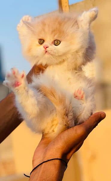 Cash on deliveryHighest Quality kittens Pure Persian punch face kitten 11