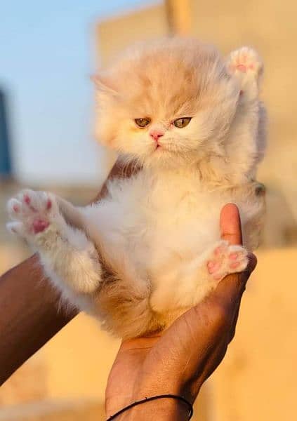Cash on deliveryHighest Quality kittens Pure Persian punch face kitten 12
