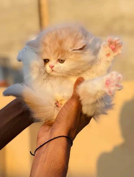 Cash on deliveryHighest Quality kittens Pure Persian punch face kitten 13