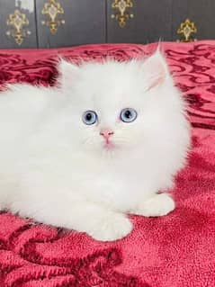 Cash on Delivery Highest Quality kittens cat baby for sale Punch face