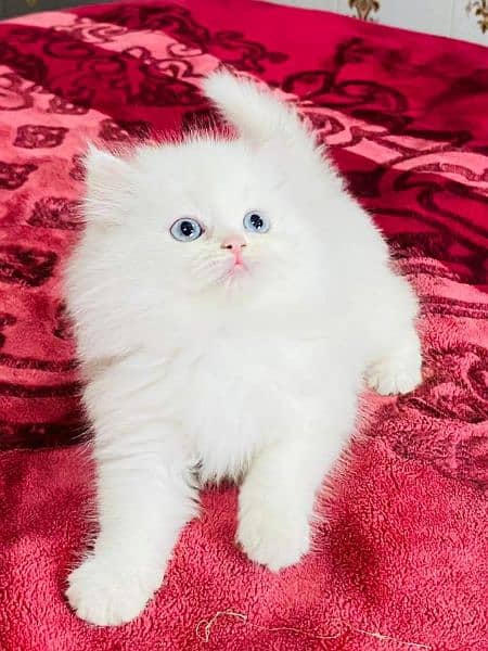 Cash on Delivery Highest Quality kittens cat baby for sale Punch face 1