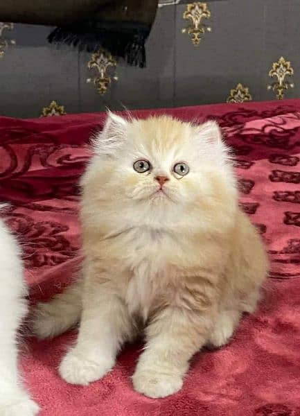 Cash on Delivery Highest Quality kittens cat baby for sale Punch face 3