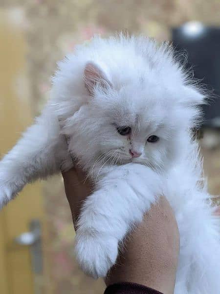 Cash on Delivery Highest Quality kittens cat baby for sale Punch face 9