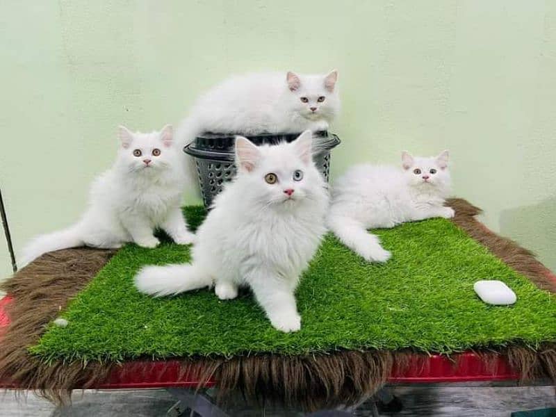 Cash on Delivery Highest Quality kittens cat baby for sale Punch face 12