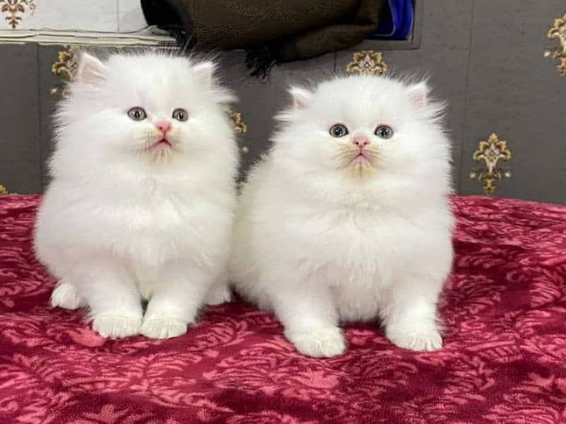 Cash on Delivery Highest Quality kittens cat baby for sale Punch face 15