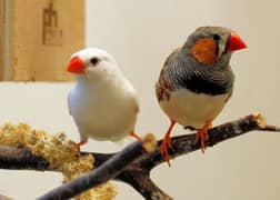 white finches
