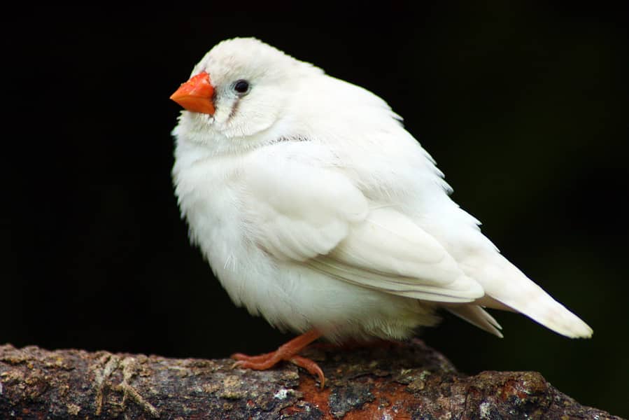 white finches 1