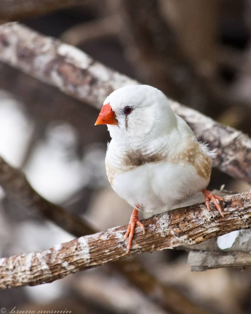 white finches 2