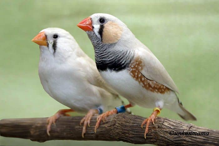 white finches 3