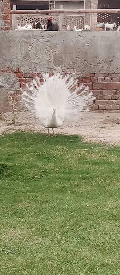 peacock breeder male