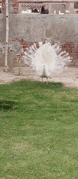 peacock breeder male 1