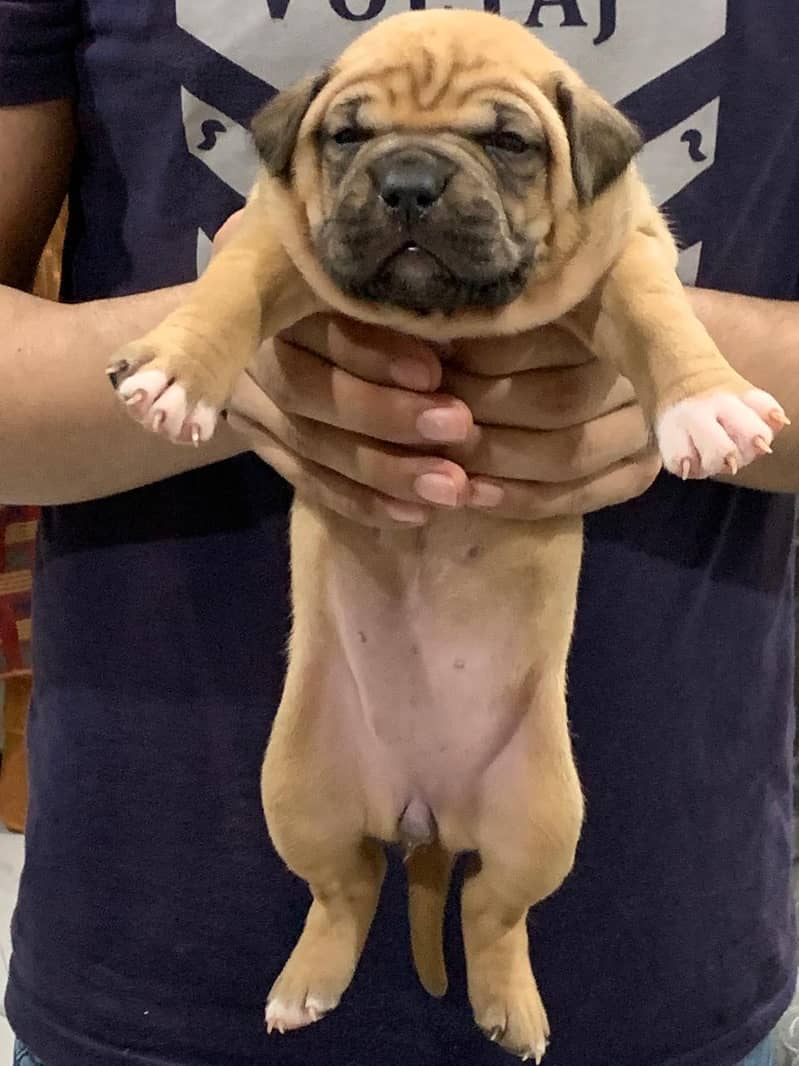 Pitbull Puppy Female 2