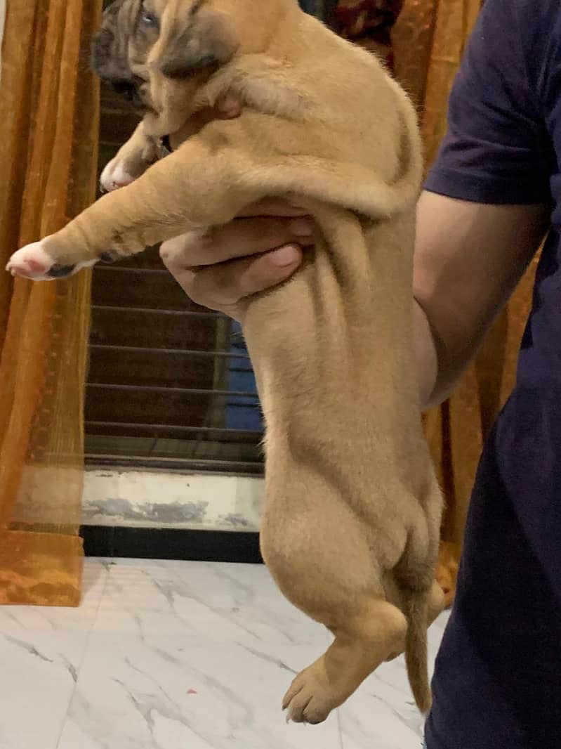Pitbull Puppy Female 6