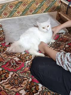 white Percian Cat