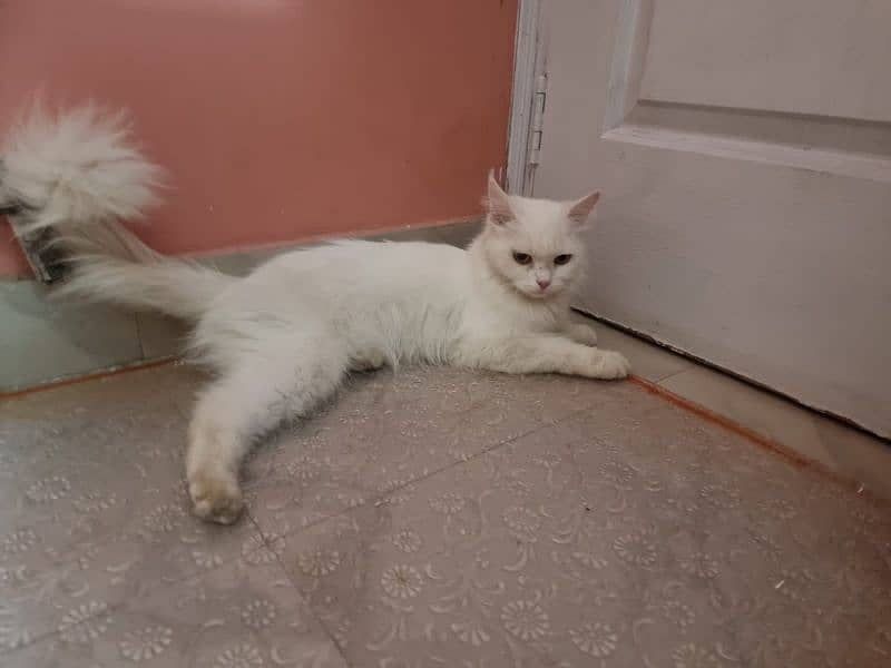 white Percian Cat 1