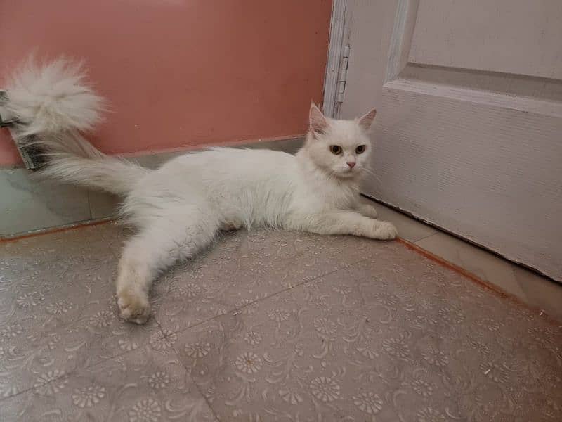 white Percian Cat 2