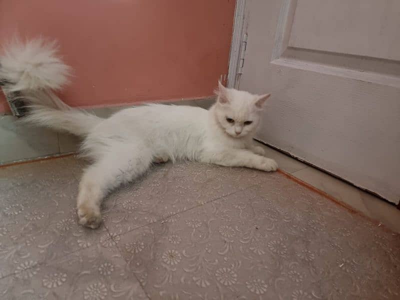 white Percian Cat 3