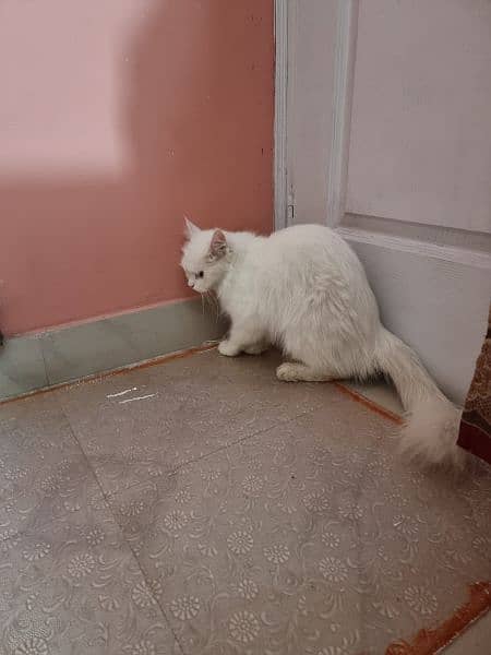 white Percian Cat 4