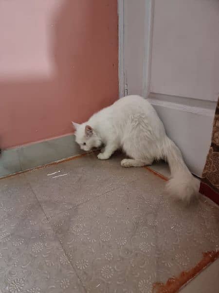 white Percian Cat 5