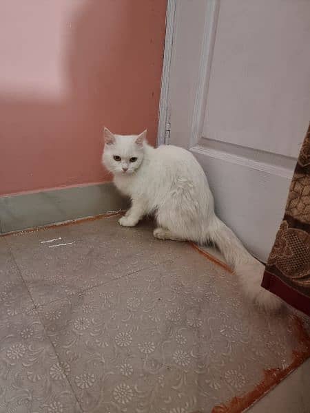white Percian Cat 6