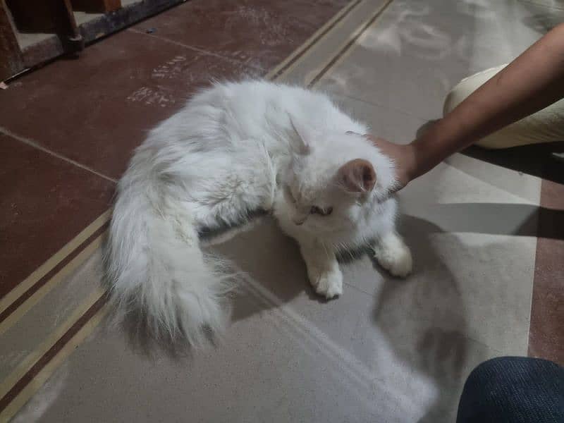white Percian Cat 7