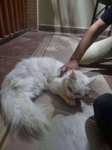 white Percian Cat 8