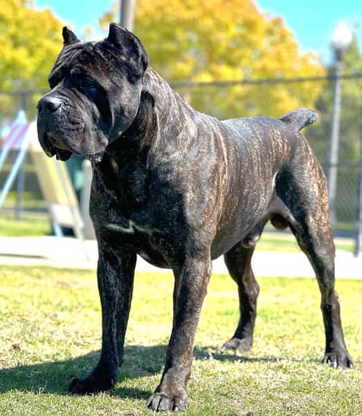 Imported Cane Corso Pedigreed puppy 0
