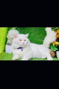 Persian Male Cat Tripple Coat
