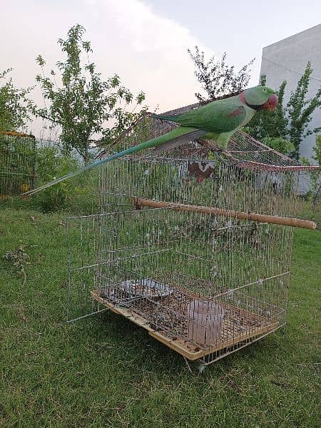 Kashmiri Raw pair with cage 1