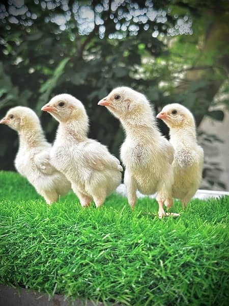 Mashallah white heera  chicks 3