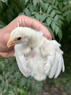 Mashallah white heera  chicks